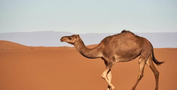 عکس های شتر مار