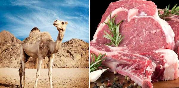 عکس گوشت کوهان شتر