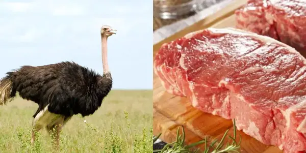 عکس از گوشت شترمرغ