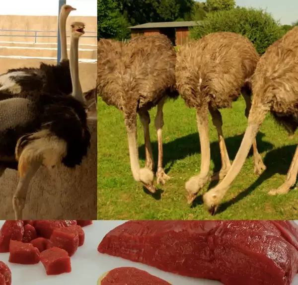 عکس های گوشت شتر مرغ