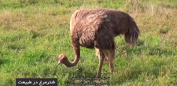 عکس کشتن شتر مرغ