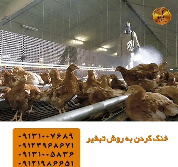 عکس کشتن شتر مرغ
