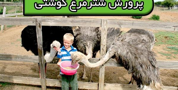 عکس کشتن شتر مرغ