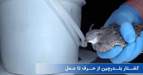 عکس کشتن شتر مرغ