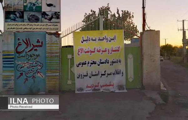 عکس کشتن شتر مرغ