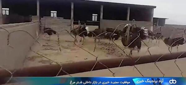 عکس کشتن شتر مرغ