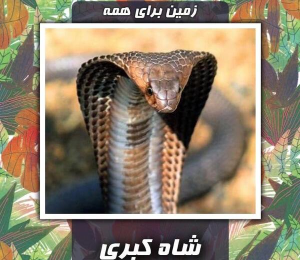 عکس شاه کبرا مار