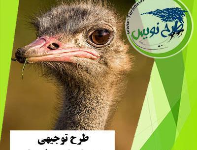 عکس عروسک شترمرغ