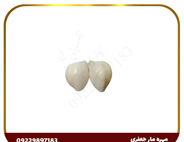 عکس مهره شاه کبرا