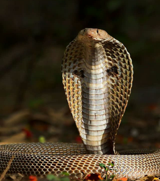 عکس مهره شاه کبرا
