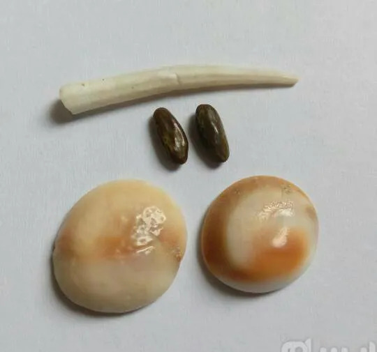 عکس مهره شاه کبرا