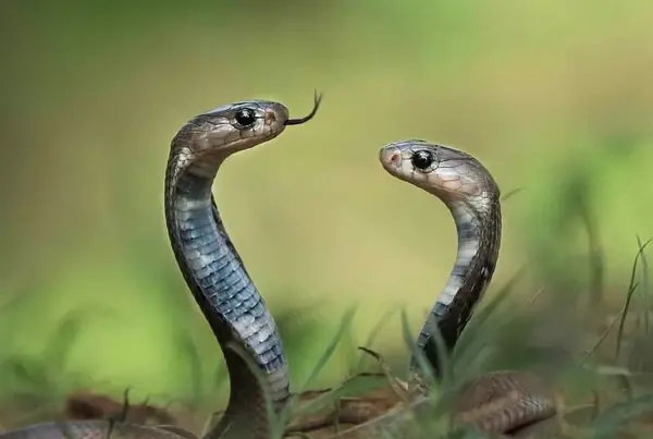عکس مهره شاه کبرا