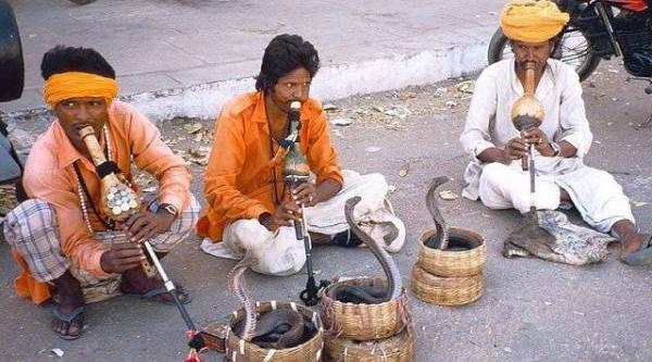 عکس از شاه کبرا