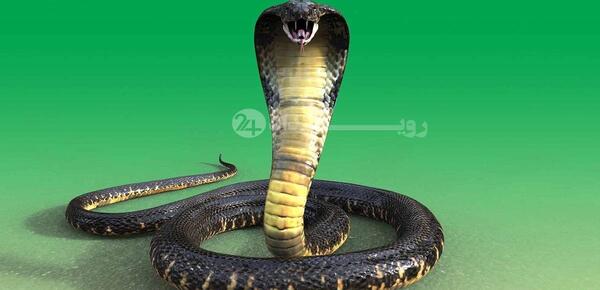 عکس از شاه کبرا