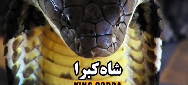 عکس از شاه کبرا