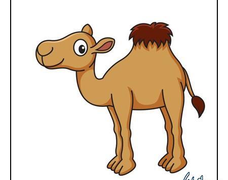 عکس از صورت شتر