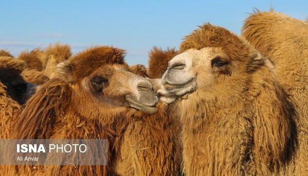 عکس از صورت شتر