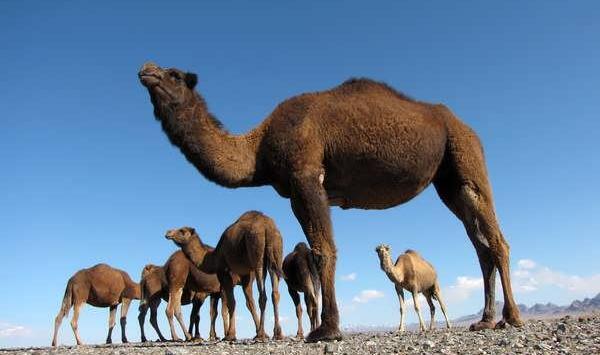 عکس از صورت شتر