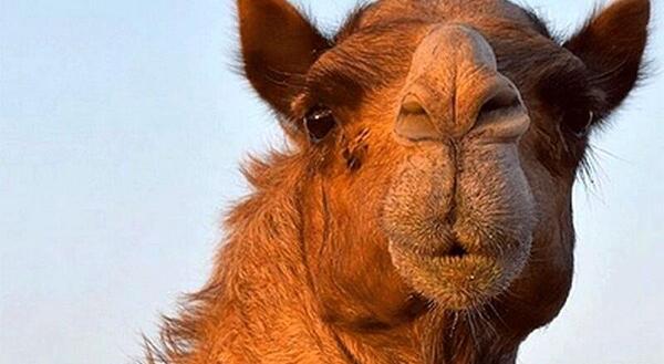 عکس از صورت شتر