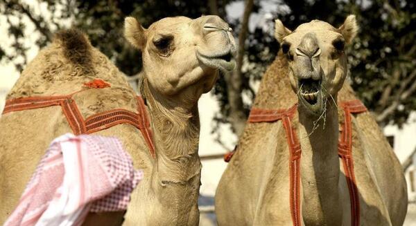 عکس از صورت شتر