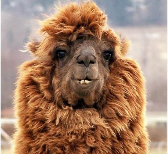 عکس از صورت شتر
