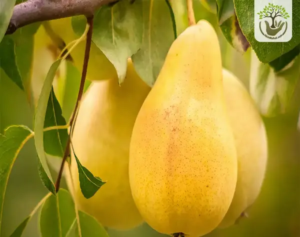 عکس شاه گلابی