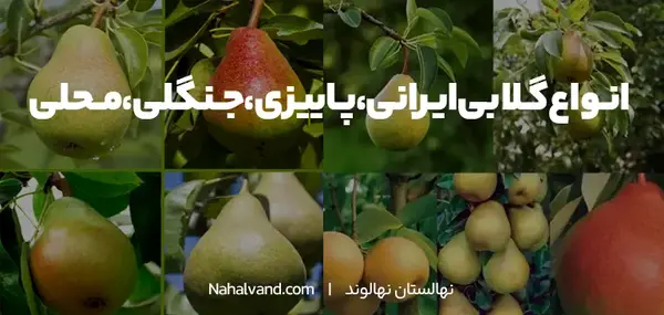 عکس شاه گلابی