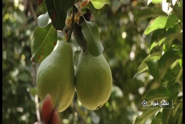 عکس شاه گلابی