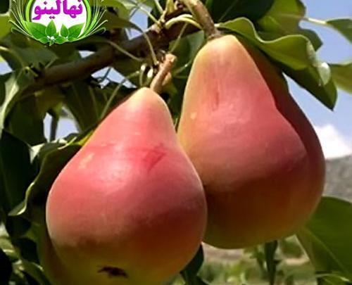 عکس شاه گلابی
