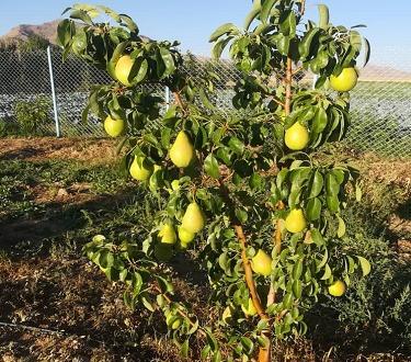 عکس شاه گلابی