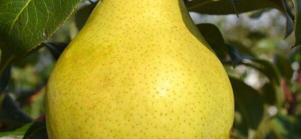 عکس شاه گلابی