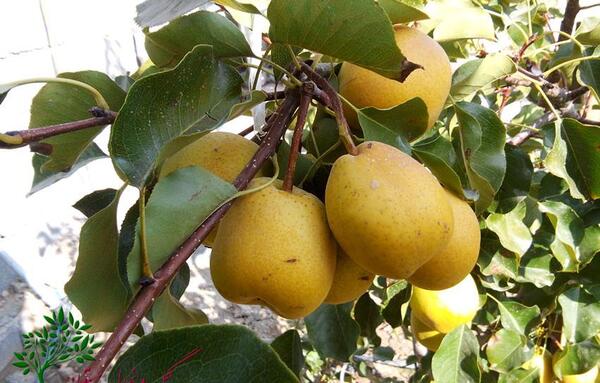 عکس شاه گلابی