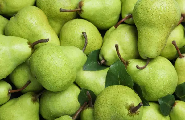 عکس شاه گلابی