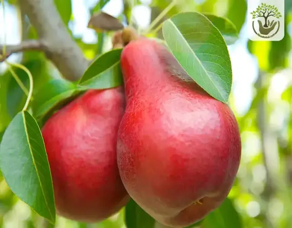 عکس شاه گلابی