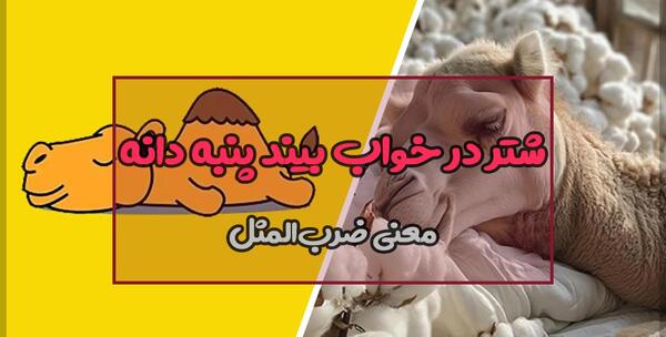 عکس ضرب المثل شتر در خواب بیند پنبه دانه