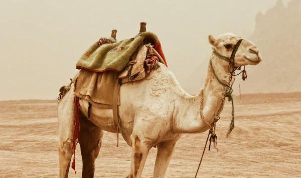 عکس ضرب المثل شتر در خواب بیند پنبه دانه