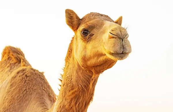 عکس ضرب المثل شتر در خواب بیند پنبه دانه