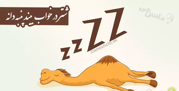 عکس ضرب المثل شتر در خواب بیند پنبه دانه