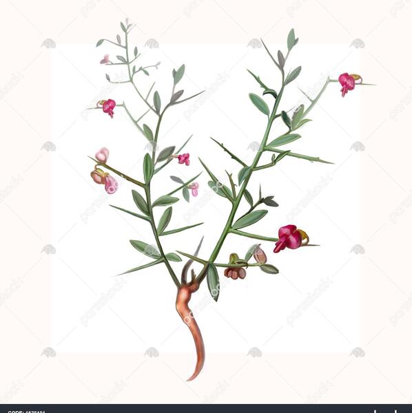 عکس گل خارشتر