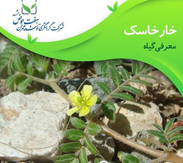 عکس گل خارشتر