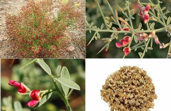 عکس گل خارشتر