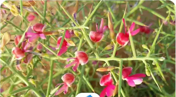 عکس گل خارشتر