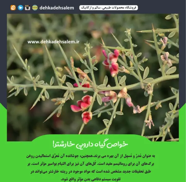 عکس گل خارشتر
