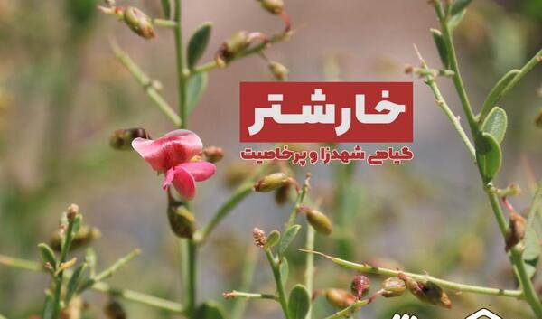 عکس گل خارشتر
