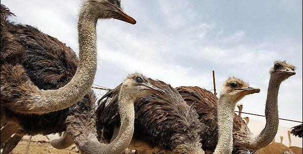 عکس شتر مرغ خندان