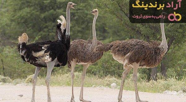 عکس شتر مرغ خندان