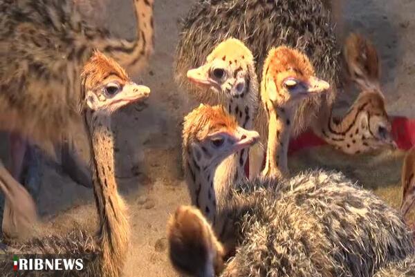 عکس شتر مرغ خندان