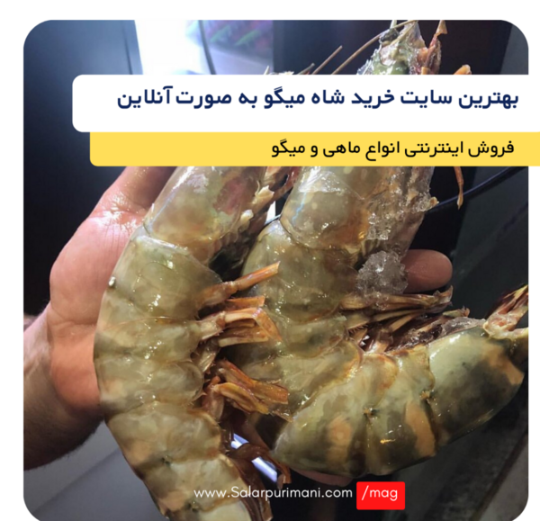 عکس شاه میگو بزرگ