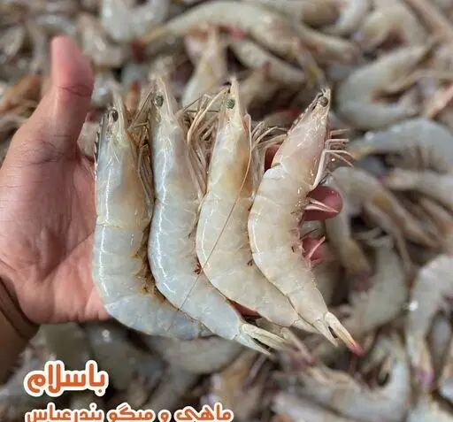 عکس شاه میگو بزرگ