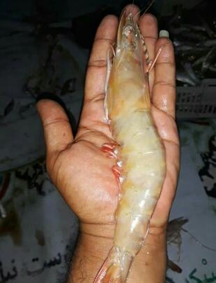 عکس شاه میگو بزرگ